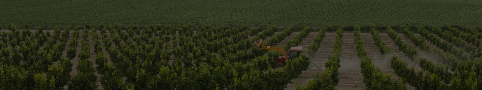 Agriculture land