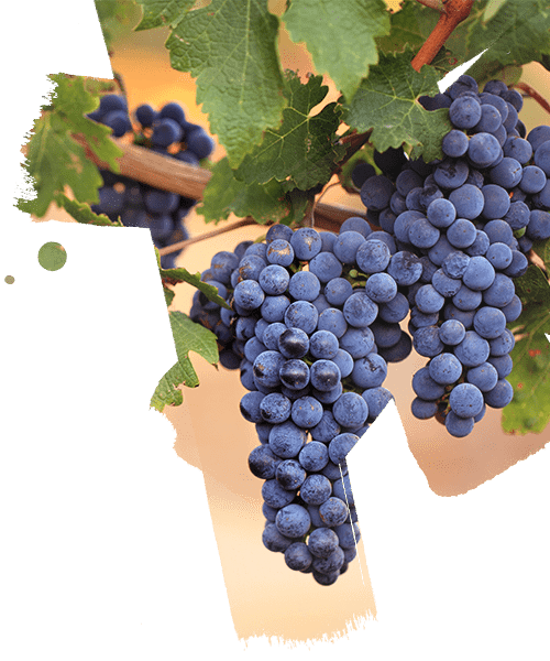 Black grapes bunch